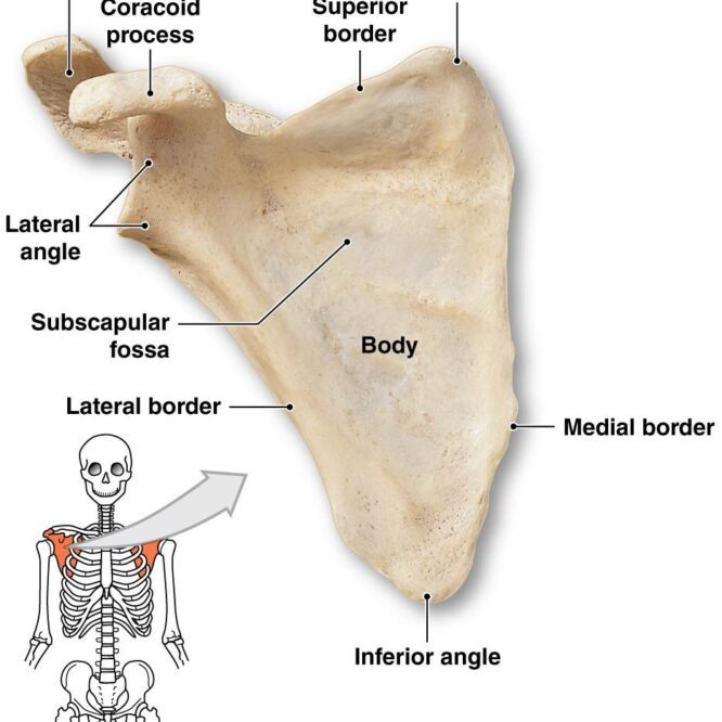 human anatomy , shoulder joint , scapula , scapula region